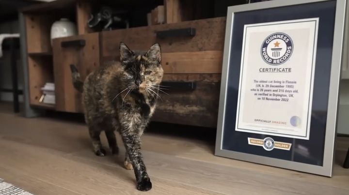 영국의 고양이 플로시는 지난해 12월 29일 30번째 생일을 맞으며, 현존하는 세계 최고령 고양이로서의 기네스 세계기록을 이어갔다. Guinness World Records 캡처