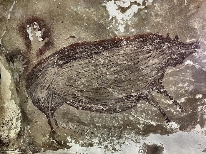 인도네시아 술라웨시섬 동굴에서 발견된 선사시대 벽화. 약 4만 5000년 전에 그려진 것으로 추정되는 동굴벽화에는 술라웨시섬에서만 발견되는 돼지가 그려져 있다. 세계에서 가장 오래된 동굴 벽화에는 돼지와 인간 사이의 오랜 관계를 엿볼 수 있다.  호주 그리피스대 제공