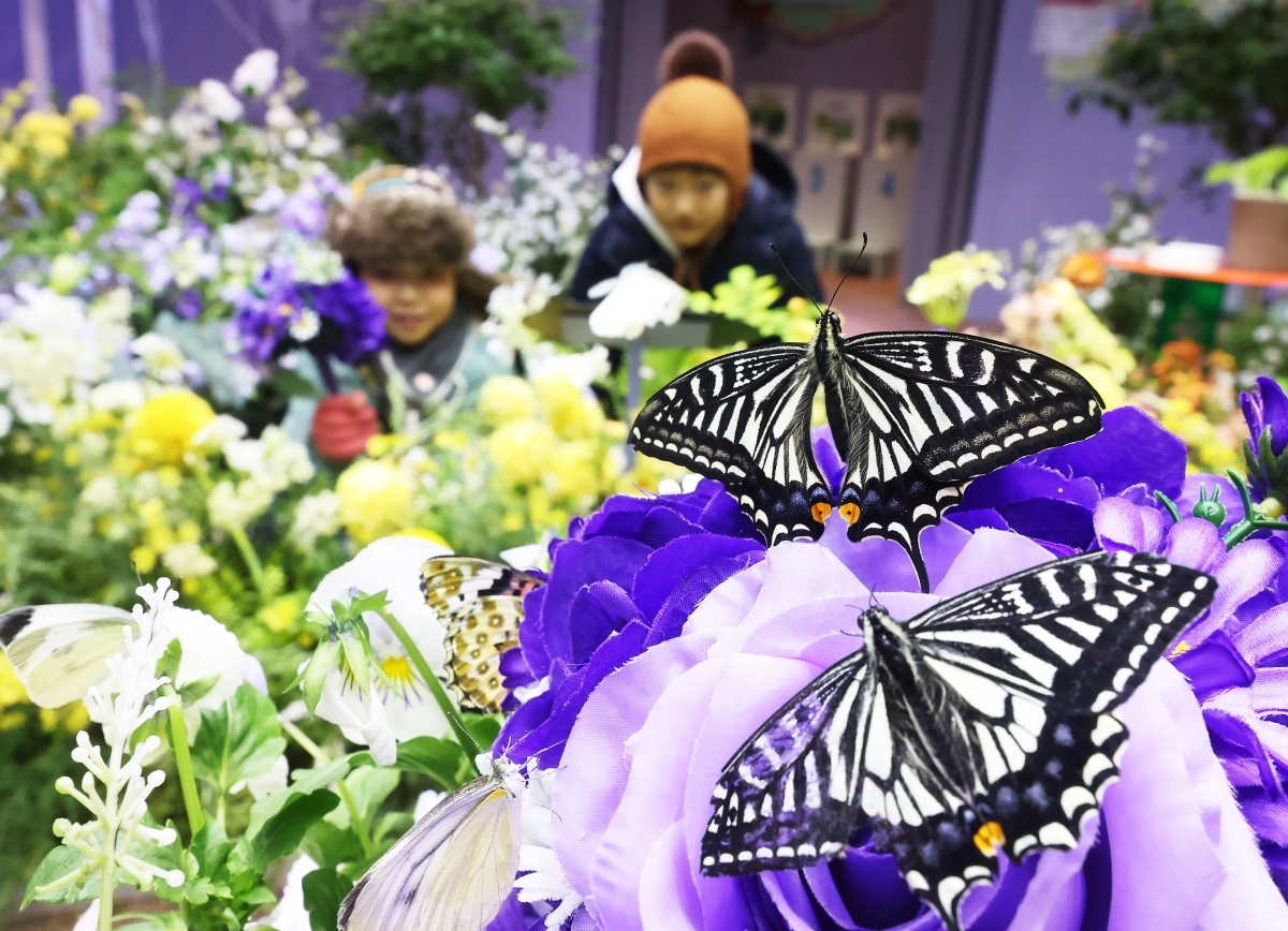 한겨울에 ‘봄의 전령’ 나비를 만나다