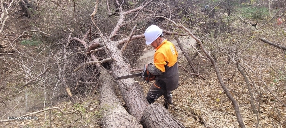 소나무재선충병 방제 현장. 포항시 제공