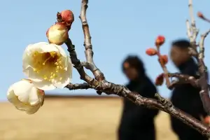 ‘봄의 전령사’ 매화 활짝