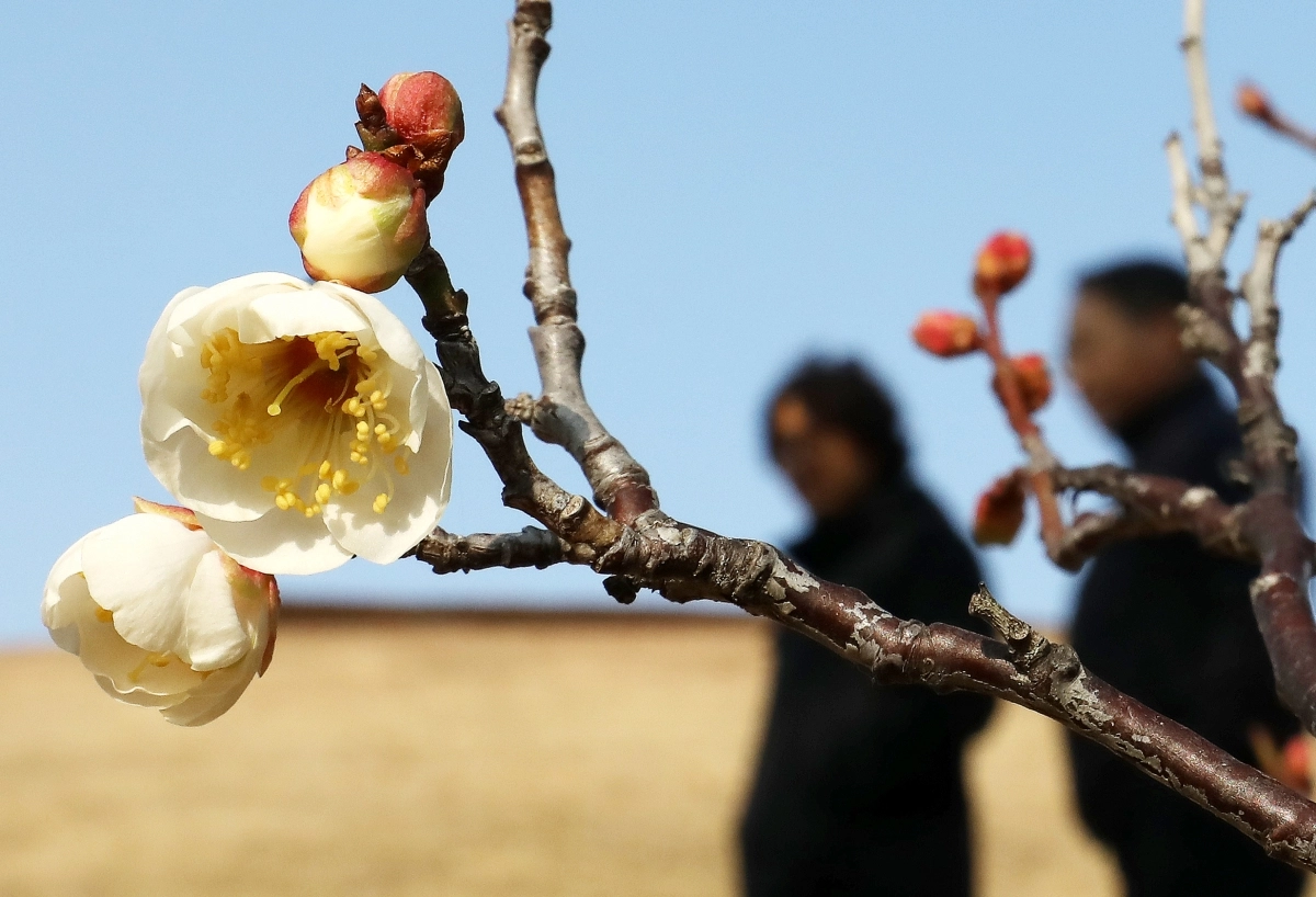 ‘봄의 전령사’ 매화 활짝