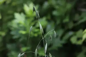 서남해안 야생귀리 ‘메귀리’, 기후변화 이겨낸 ‘독특한 유전적 차이’ 발견