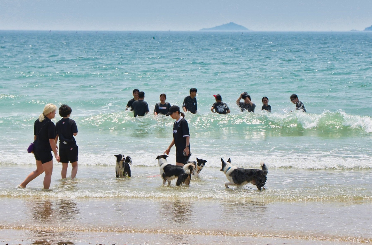 태안 해수욕장을 찾은 반려인과 반려견 모습. 태안군 제공