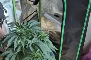 “대마 비싸서 키워 폈다”…30대 작가의 이중생활