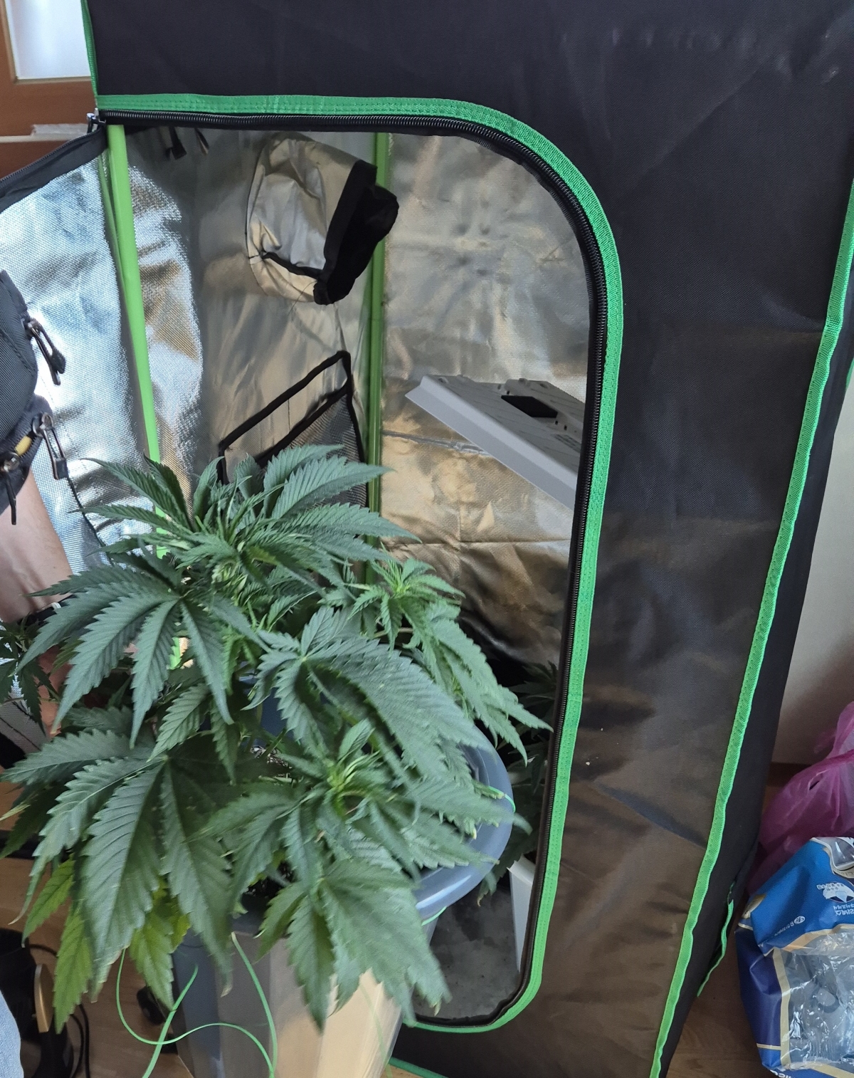 대마 재배 현장. 인천공항세관 제공