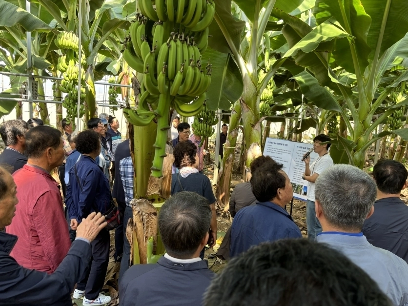 바나나 농장 견학. 포항시 제공