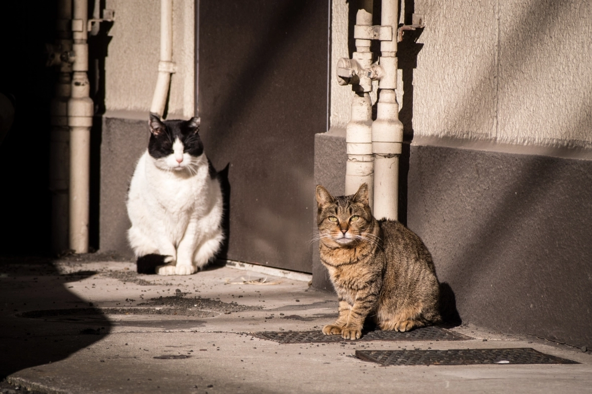 길고양이 자료 이미지.(기사와 직접 관련 없음) 아이클릭아트