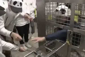 thumbnail - “내가 판다 할게” 중국 반환 후 우리에 직접 들어간 동물원 직원들…日 반응 ‘반전’