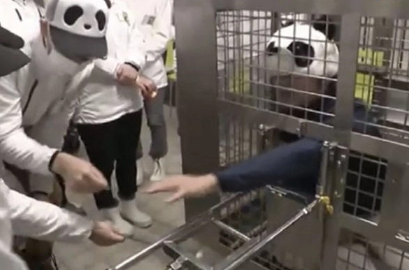 일본의 한 동물원이 중국으로 모두 반환한 판다를 대신해 직원들이 판다 흉내를 내는 이색 프로그램을 운영하고 있다. ABCTV 뉴스 캡처