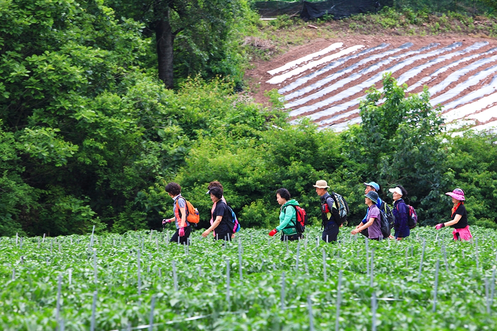 외씨버선길을 이어걷는 사람들.