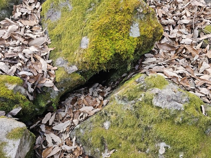 의성 빙계계곡 온혈지대 모습. 의성군 제공