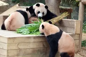 이 대통령, 광주·전남 행정통합 간담회서 “시진핑에 판다 대여 요청했다”