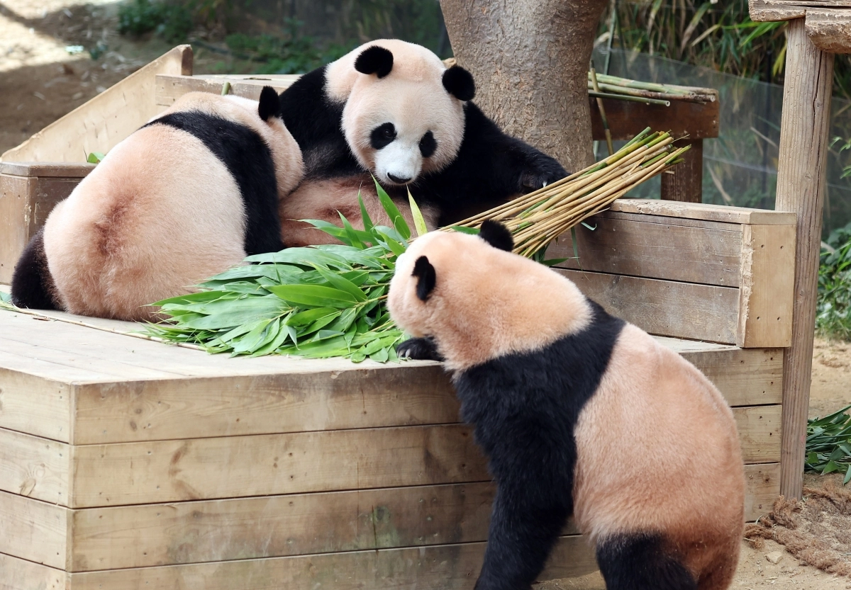 경기 용인시 에버랜드 판다월드에서 쌍둥이 판다 루이바오, 후이바오와 엄마 아이바오가 함께 시간을 보내고 있다. 연합뉴스 제공