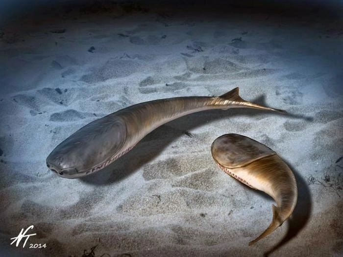 길이 약 35㎝의 ‘사카밤바스피스’라는 무악류 어류. 오르도비스기 후기 대멸종으로 멸종했다.  ⓒ 노부 타무라