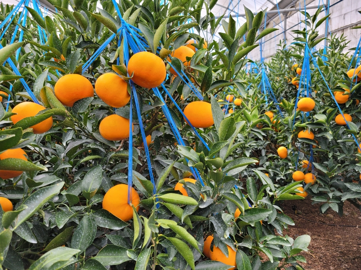 미국산 만다린 관세 철폐로 타격이 우려되는 제주 만감류 천혜향. 제주도 제공