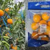 미국산 ‘만다린’ 무관세 공습… 시험대 오른 제주 감귤산업