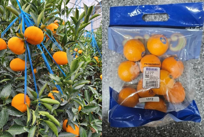 올해 들어 한미 자유무역협정(FTA)에 따라 미국산 만다린(오른쪽)에 대한 관세가 전면 철폐되면서 비슷한 시기에 출하되는 제주 천혜향(왼쪽) 등과의 정면 승부가 불가피해졌다. 제주도·농협 제공