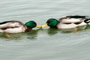 thumbnail - 동물들 생명 위협 느낄 때 동성 행위 증가한다