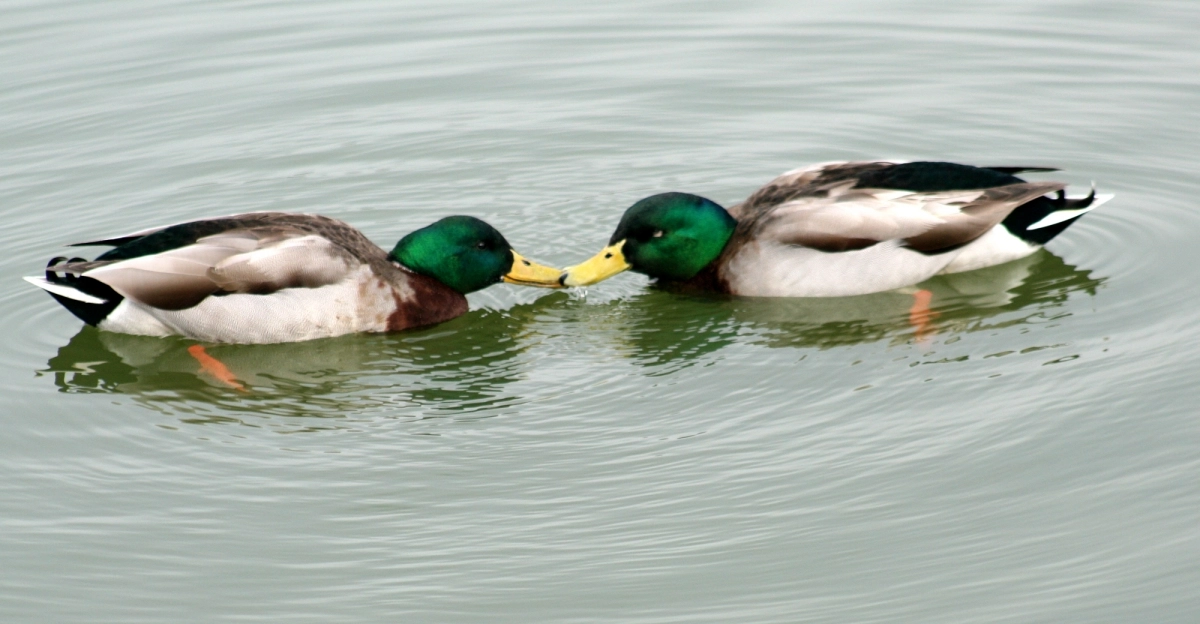 청둥오리의 수컷-암컷 관계는 암컷이 알을 낳을 때까지만 유지된다. 청둥오리의 수컷-수컷 관계는 매우 높은 비율로 나타난다. 동물들 사이에서는 동성 행위는 환경의 영향도 많이 받는데, 생명 위협을 느낄 때 나타나는 것으로 확인됐다.  위키피디아 제공