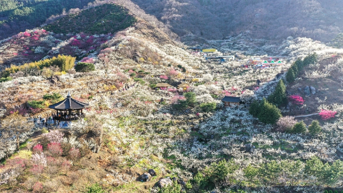 광양매화축제가 4년 연속 전라남도 대표축제로 선정됐다.