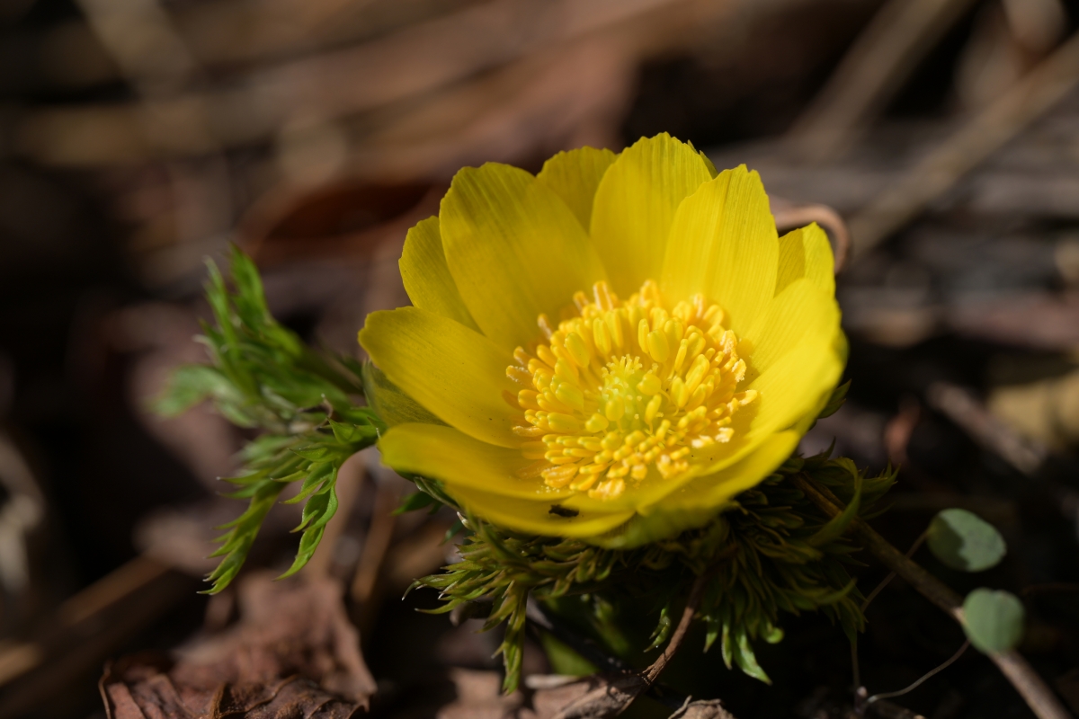 산림청 국립산림과학원은 지난 12일 제주특별자치도 한라산 일대 해발 500m 지점에서 세복수초의 올해 첫 개화를 확인했다. 산림청 국립산림과학원 제공