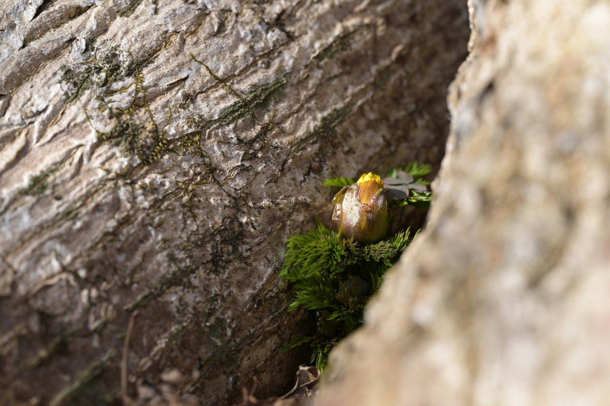 산림청 국립산림과학원 제공