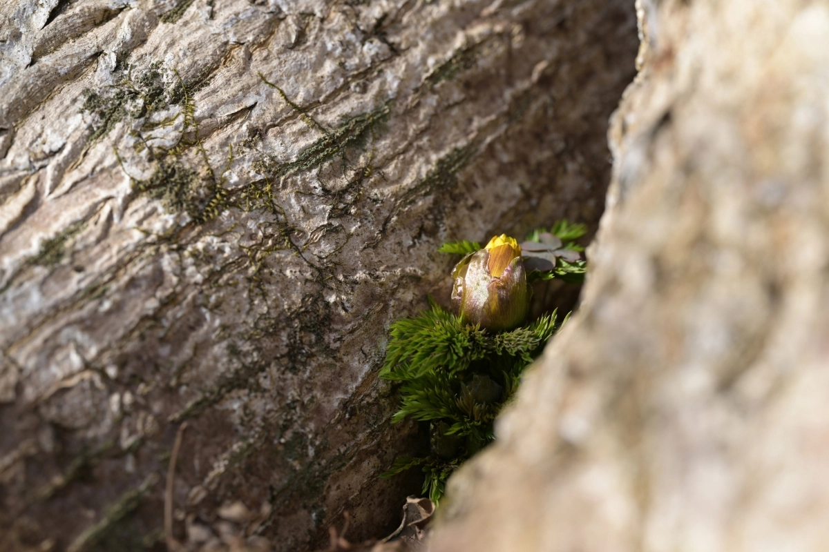 산림청 국립산림과학원 제공