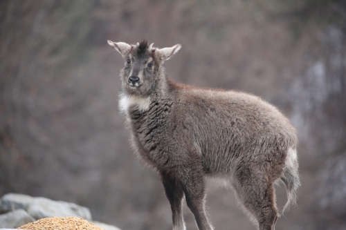 천연기념물이자 1급 멸종위기 야생생물 산양. 국가유산청 제공