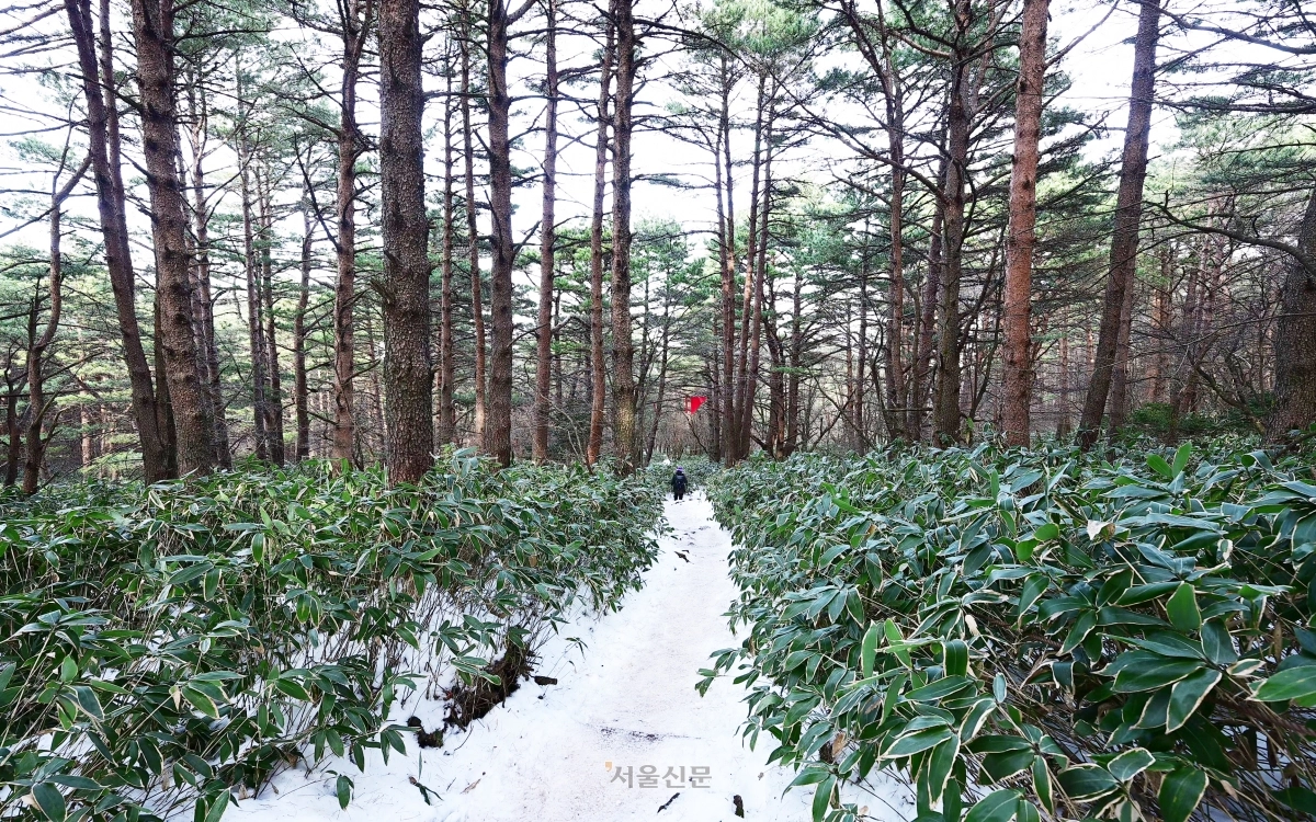 제주조릿대가 무성한 한라산 탐방로.