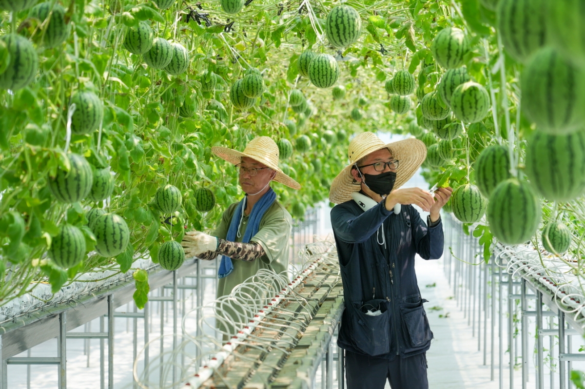 강북구 관계자들이 지난해 스마트팜 재배단지에서 열린 애플수박을 살펴보고 있다.  강북구 제공