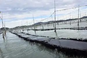 전남해양수산과학원, ‘햇바디2호’ 신품종 김 등록 출원