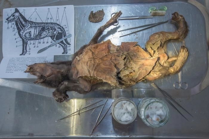 시베리아 영구동토층에서 발견된 고대 늑대의 미라. 이 늑대의 배 속에서 멸종된 털코뿔소의 조직이 발견됐다.  스웨덴 고유전학 연구센터 제공