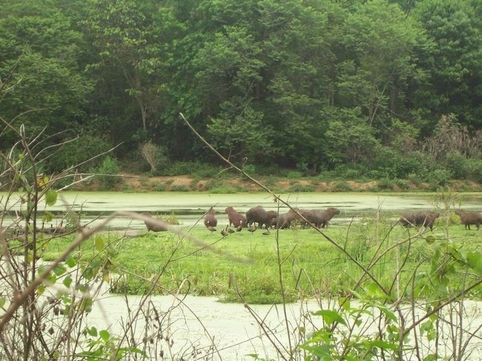 브라질 리우데자에이루 과피아쿠 강 생태 보호 구역의 모습. 생명 다양성이 감소할수록 모기들이 인간을 흡혈하려는 욕구가 강해지고 있다는 연구 결과가 나왔다.  브라질 오스왈도 크루즈 연방 연구소 제공
