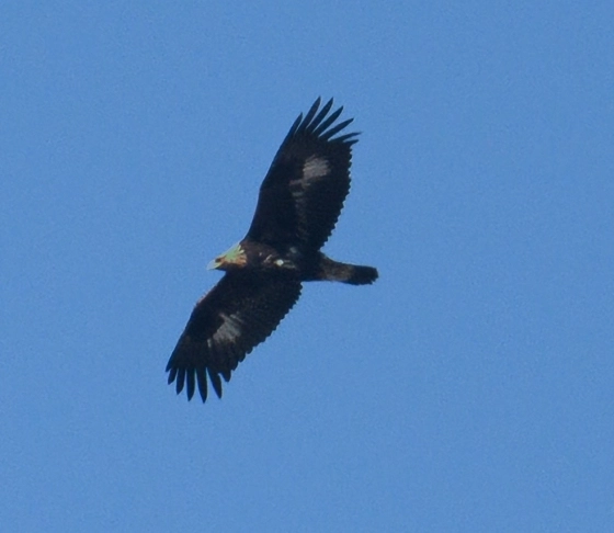 지난해 11월 24일 울산 울주군 회야댐 상공에서 멸종위기 야생생물 Ⅰ급 검독수리 새끼가 비행하고 있다. 조류 동호회 짹짹휴게소 제공