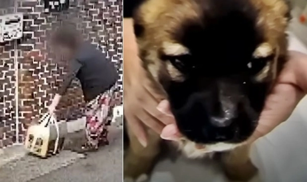 전북 전주시의 한 주택가에서 강아지를 상자에 담아 유기한 여성의 모습이 공개돼 공분이 일고 있다. JTBC ‘사건반장’ 캡처