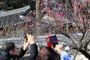 대한 추위에 활짝 핀 성급한 홍매화