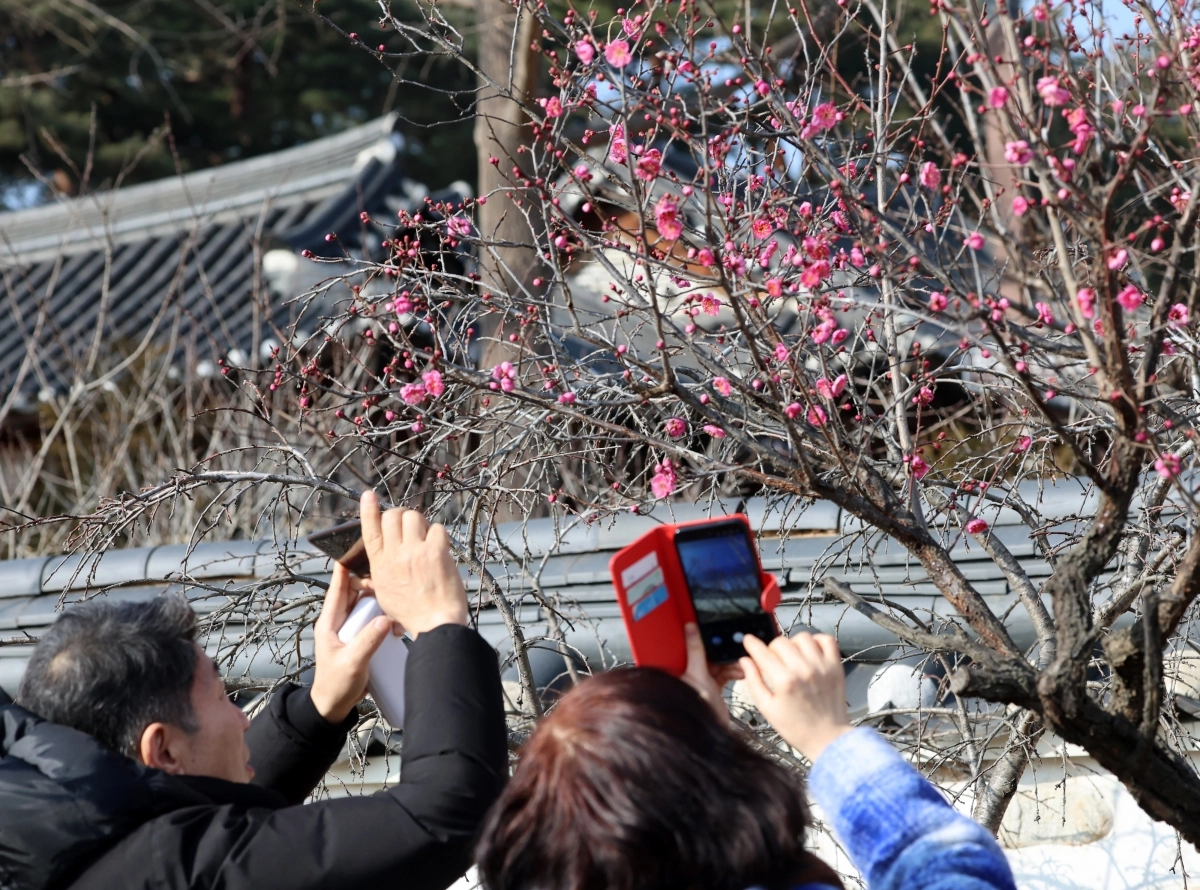 대한 추위에 활짝 핀 성급한 홍매화