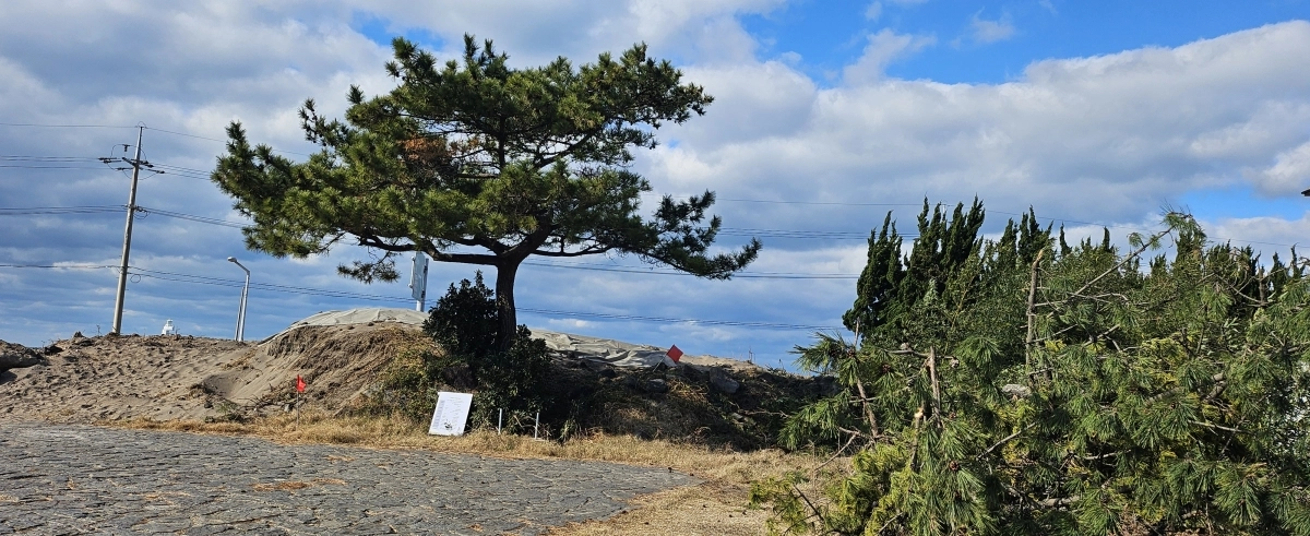 제주시 도심에 남은 마지막 해안사구인 이호 해안사구가 개발 공사로 훼손됐으며 파헤쳐지고 잘려나간 나무들이 옆에 쌓여 있다. 제주 강동삼 기자