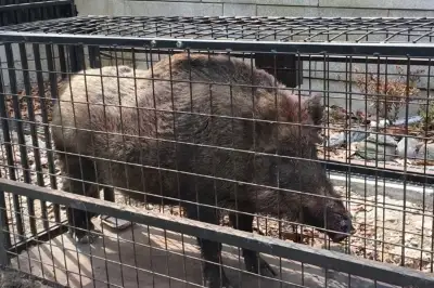 공원·아파트 단지·도로까지…대전 도심서 멧돼지 잇단 출몰 무슨 일