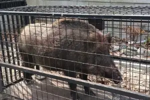 공원·아파트 단지·도로까지…대전 도심서 멧돼지 잇단 출몰 무슨 일