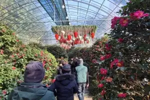 신안군, ‘섬 겨울꽃 축제’ 4천만 송이 애기동백 향연…성황리 마감