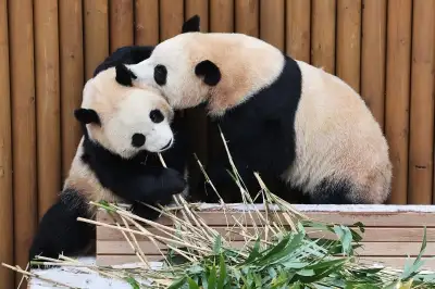 ‘판다’ 둥지 틀 광주 우치동물원, ‘국립생태동물원’ 지정 추진