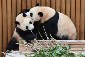 ‘판다’ 둥지 틀 광주 우치동물원, ‘국립생태동물원’ 지정 추진