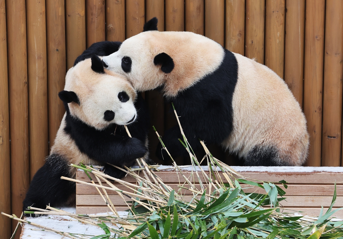 지난 15일 경기도 용인시 에버랜드에서 쌍둥이 판다 루이바오와 후이바오가 눈 위에서 먹이를 먹으며 장난치고 있다. 연합뉴스 제공