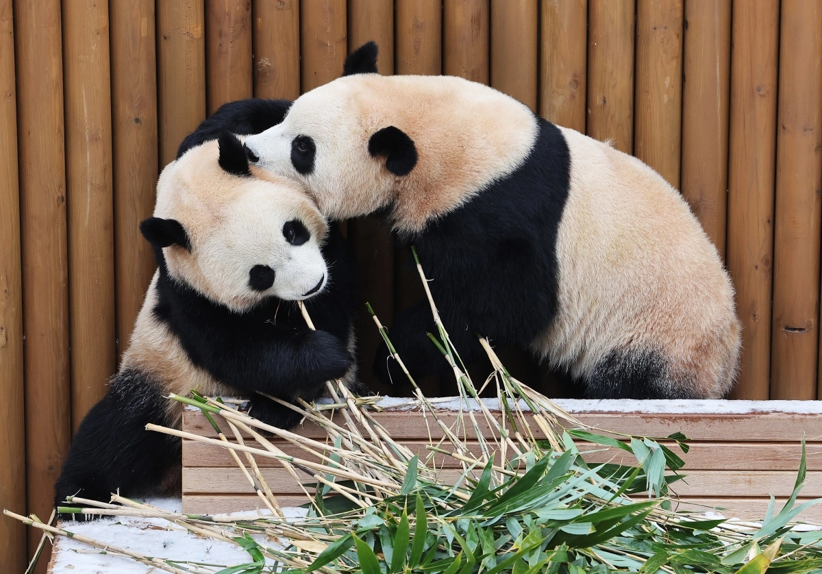 지난 15일 경기도 용인시 에버랜드에서 쌍둥이 판다 루이바오와 후이바오가 눈 위에서 먹이를 먹으며 장난치고 있다. 연합뉴스 제공