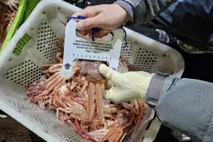 비밀 어창에 어린 대게 220마리…포항해경, 불법 포획·유통 7명 적발