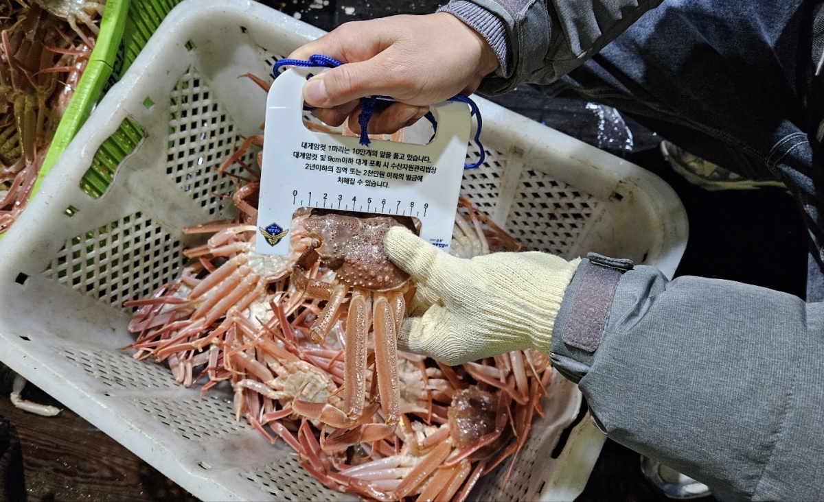 불법 포획된 체장미달 대게. 포항해경 제공