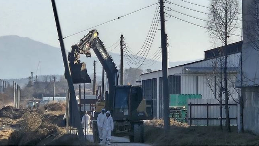 산란계 농장에서 고병원성 조류인플루엔자 의사축이 발견돼 살처분 작업이 진행되고 있다. 서울신문DB
