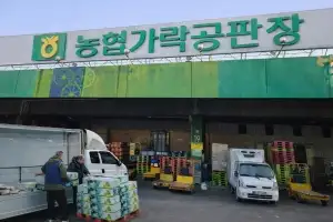 제철 맞은 미나리...지자체들, 비닐하우스 불법영업 근절 나선다